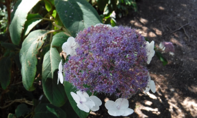 Hydrangea aspera var. sargentiana