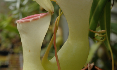 Nepenthes ventricosa