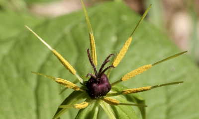 Vraní oko čtyřlisté má plazivý oddenek, čtyři listy v přeslenu a jediný květ dozrávající v černomodrou bobuli.