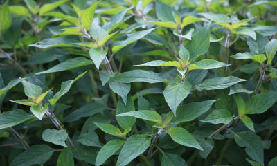 Ananasová šalvěj (Salvia elegans) má velmi příjemnou, sladce ovocnou vůni