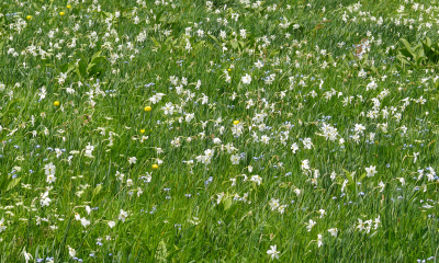 Narcis bílý (Narcissus poeticus) na louce ve francouzských Alpách