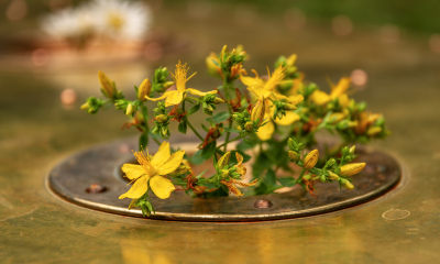 Třezalka tečkovaná (Hypericum perforatum), „bylina sv. Jana“