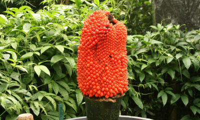 Amorphophallus titanum