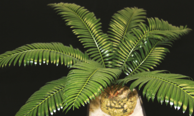 Cycas lindstroemii