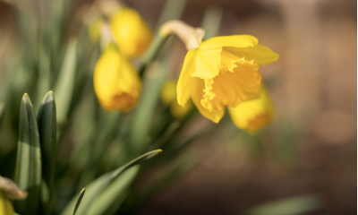 Narcis žlutý - Narcissus pseudonarcissus. Původní areál zahrnuje jihozápadní a západní Evropu, včetně Velké Británie. U nás někdy zplaňuje v zahrádkách, kde se pěstuje v mnoha odrůdách.