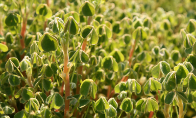 Šťavel hlíznatý (Oxalis tuberosa)