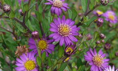 Aster ageratoides Ezo Murasaki