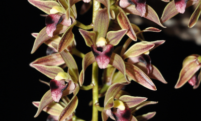 Cymbidium devonianum