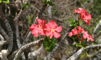 Pachypodium windsori