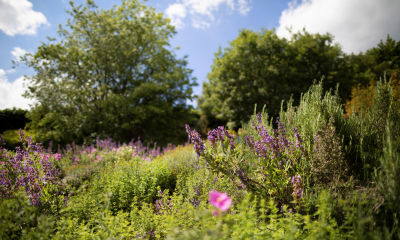 Mediterranean exposition in our botanical garden