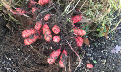 Šťavel hlíznatý (Oxalis tuberosa) sklizeň hlíz