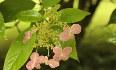 Hydrangea heteromalla