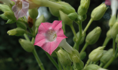 Nicotiana tabacum