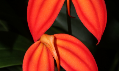 Masdevallia ignea