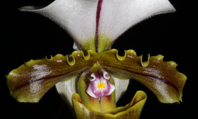 Paphiopedilum spicerianum. Květy svým opylovačům nedávají žádnou odměnu a vydutý pysk funguje jako past, která opylovače donutí zalézt hluboko do květu a opylit ho.