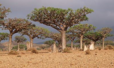 Boswellia elongata, Sokotra