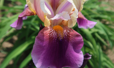 Iris barbata media Chartres