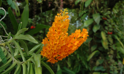 Ascocentrum aurantiacum
Teplomilný tropický druh z Bali, Sulawesi a Filipín roste v nížinných deštných lesích do nadmořské výšky 1200 metrů. Tuto drobnou orchidej často využívají šlechtitelé ke křížení s rodem Vanda, hybridům pojmenovaným x Ascocenda dodává zářivé žluté a oranžové odstíny květů i menší vzrůst. 