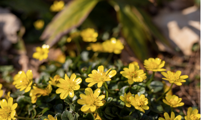 Orsej je rostlina kvetoucí brzy na jaře lesklými zlatožlutými květy. Tvoří hlízky na kořenech, některé poddruhy v paždí listů.
