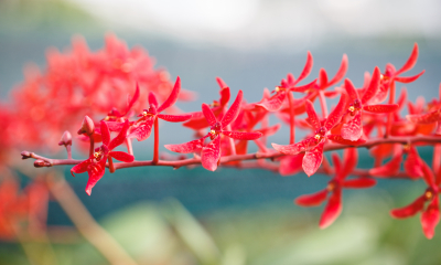 Renanthera imschootiana