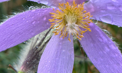 	Pulsatilla grandis