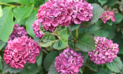 Hydrangea macrophylla Brunette