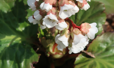 Bergenia hybr. Jelle