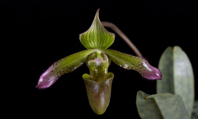 Paphiopedilum javanicum virens