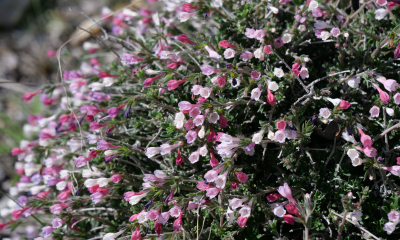 Nízký keřík z čeledi brutnákovitých Lithodora hispidula subsp. versicolor je původní na Kypru, v Sýrii a Turecku 