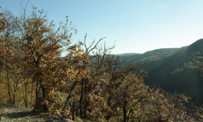 Hnedozlute podzimni zbarveni  tvori v krajine prevazne duby