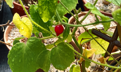 	Kedrostis foetidissima