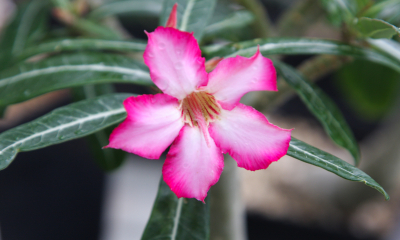 Adenium obesum