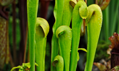 Sarracenia minor