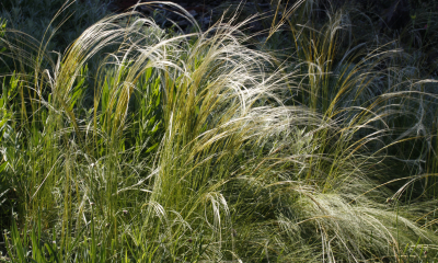 Stipa pennata