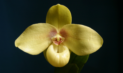 Paphiopedilum hangianum