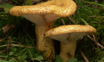 Lactarius repraesentaneus