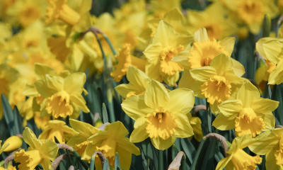 	Narcissus 'Dutch Master'