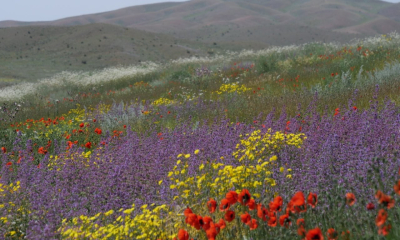 Kvetoucí step v regionu Vedi, Arménie