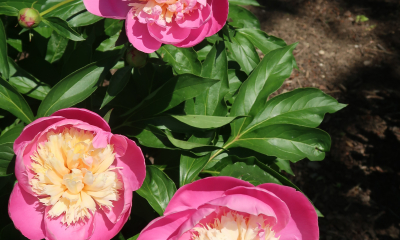 Paeonia lactiflora Bowl of Beauty