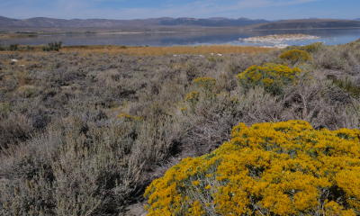 Svítivě žlutě kvetoucí keř druhu Ericameria nauseosa poblíž jezera Mono na úpatí pohoří Sierra Nevada v Kalifornii