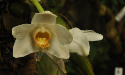 Chysis bractescens