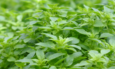 Ocimum basilicum minimum_Spicy Globe