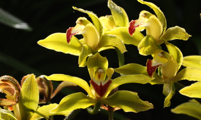 Cymbidium lowianum. Mohutná orchidej z východního Himálaje a hor Thajska, Laosu a Vietnamu roste až do výšky 2500 metrů nad mořem. Roste epifytně na stromech, na mechem porostlých balvanech a občas i na stržených stráních nebo v písku na krajnicích horských silniček Je základním druhem pro šlechtění velkokvětých hybridů.