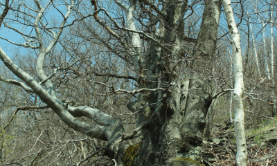 Buk lesní - Fagus sylvatica na Milešovce