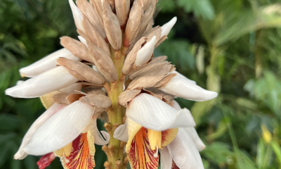 Alpinia blepharocalyx, skleník Fata Morgana