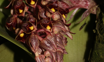 Bulbophyllum beccarii