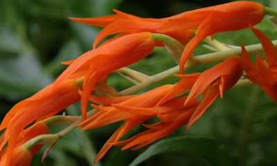 Ada aurantiaca
Drobná, ale půvabná orchidej z hor Venezuely, Kolumbie a Ekvádoru je velmi chladnomilná a vlhkomilná. Je to epifyt (roste na stromech), výjimečně na skalkách ve výšce 2100 až 2300 metrů nad mořem. Oranžová květenství mívají 12-18 květů, u nás rozkvétají v lednu. Naši rostlinu sázela Geraldine Muchová. 