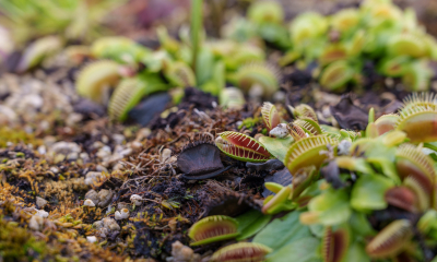 Dionaea muscipula