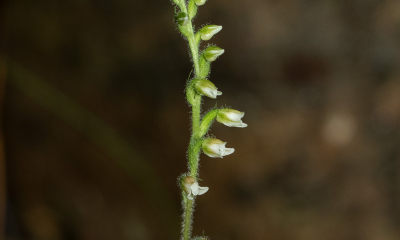 	Goodyera brachystegia
