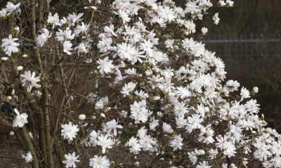 Magnolia x loebneri 'Encore' 